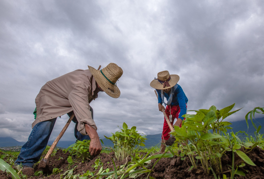 Agricultores trabajando en el campo mexicano